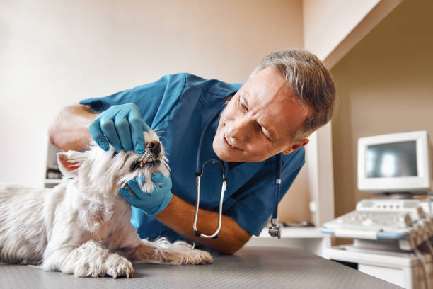 Best Walk-In Emergency Dentist in Dekal, IL